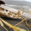 5004 Message in a Bottle Wedding Invitations 8 5004 bd